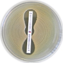 MIC Test Strip